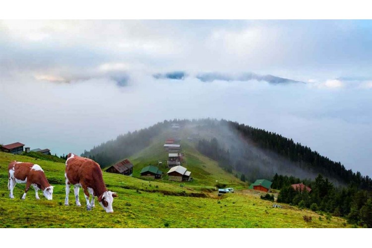 Pokut Yaylası bulut denizi manzarası